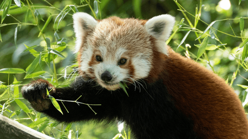 Wind Down with Uniper: Incredible Animals