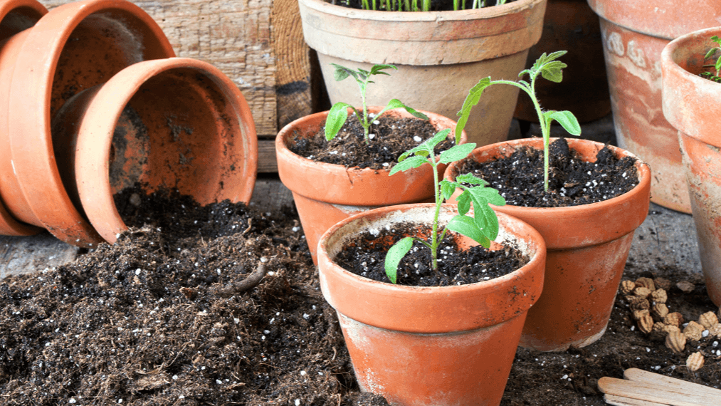 Garden Club: Companion Planting